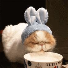 猫咪没精神不想动喜欢趴着,猫咪不爱喝水怎么办