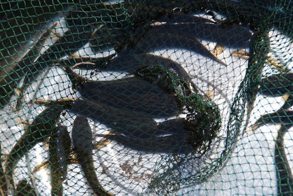 “情不知所起,一往而深”:腾冲旅游吃住行攻略拿走不谢