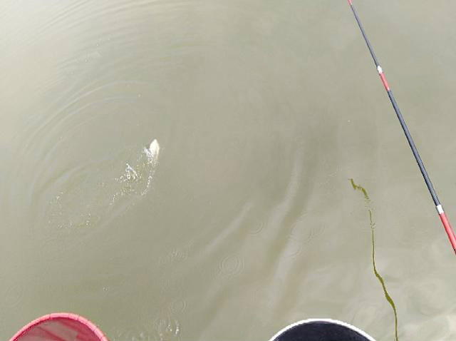 自制专攻野河大鲤饵料,自制白鲫饵料最好