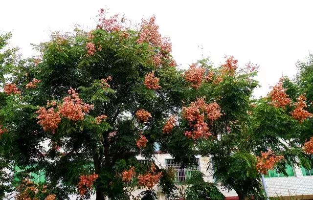 植树造林绿化方案,造林绿化相关标准