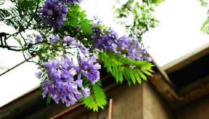 福州2022年5月赏花攻略,福州春季赏花胜地