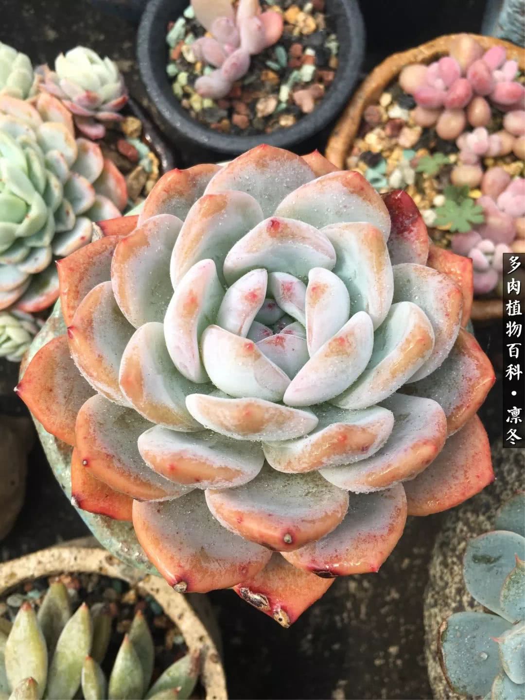 一入装修深似海从此钱包是路人,一入花坑深似海从此钱包成路人