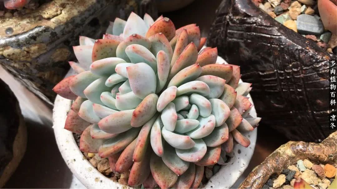 一入装修深似海从此钱包是路人,一入花坑深似海从此钱包成路人