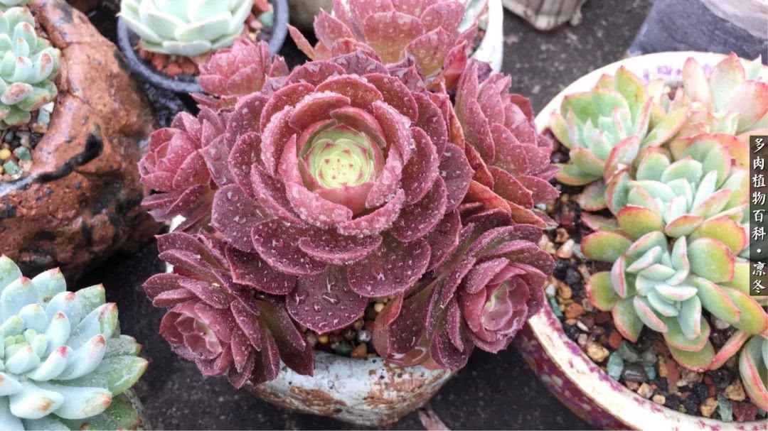 一入装修深似海从此钱包是路人,一入花坑深似海从此钱包成路人