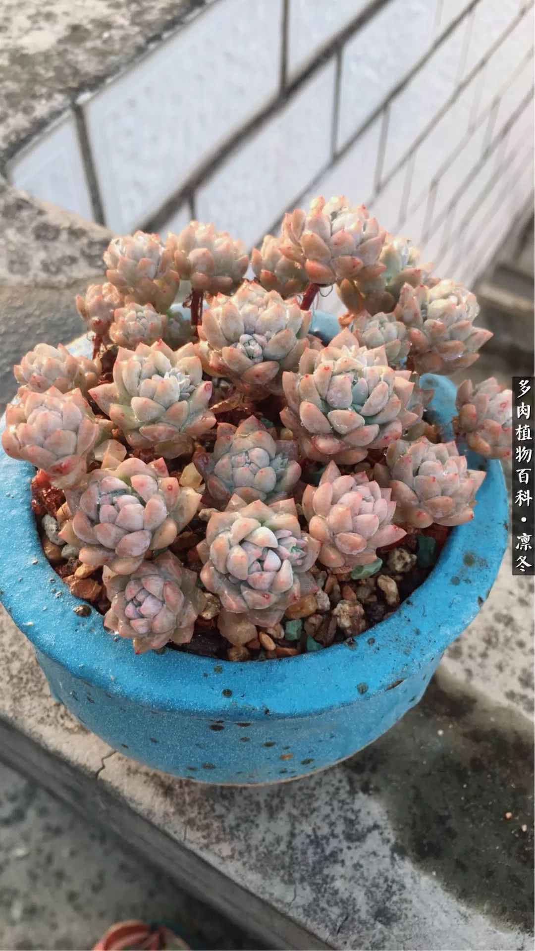 一入装修深似海从此钱包是路人,一入花坑深似海从此钱包成路人