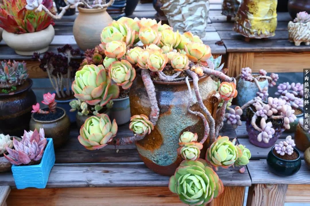 多肉度夏的前期准备,多肉度夏前杀菌