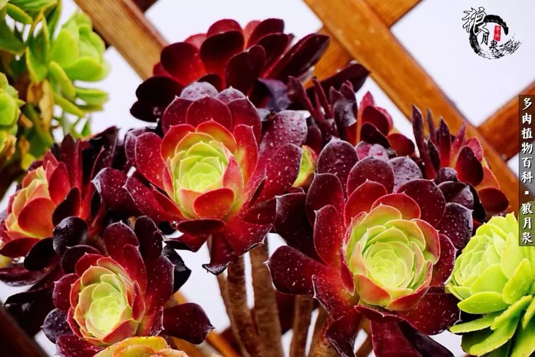 多肉度夏的前期准备,多肉度夏前杀菌