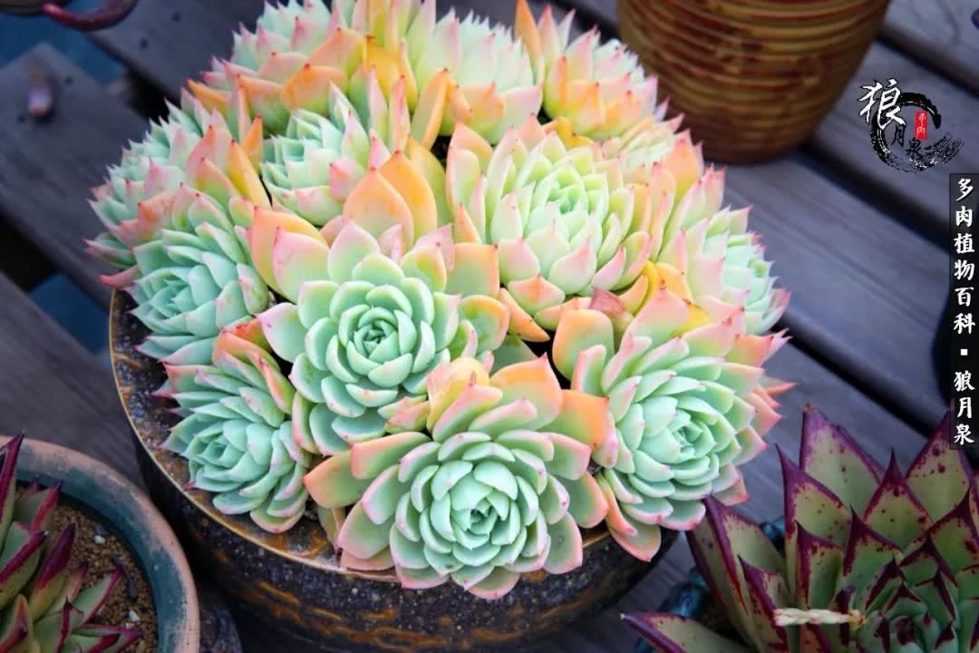 多肉度夏的前期准备,多肉度夏前杀菌