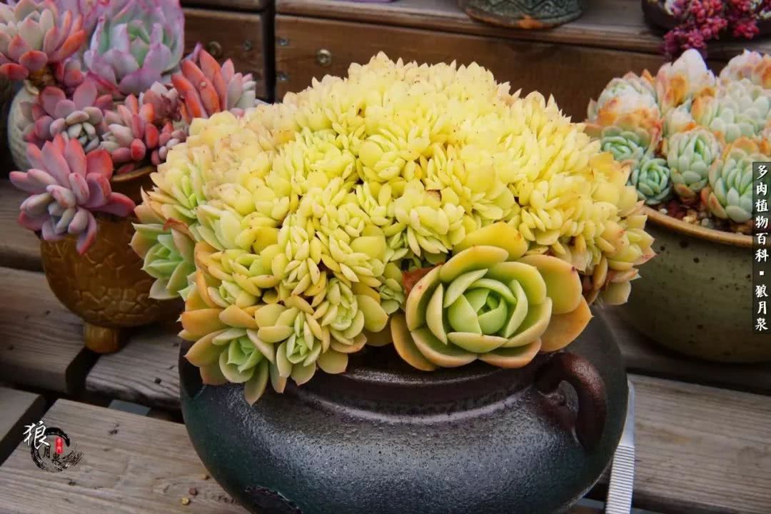 多肉度夏的前期准备,多肉度夏前杀菌