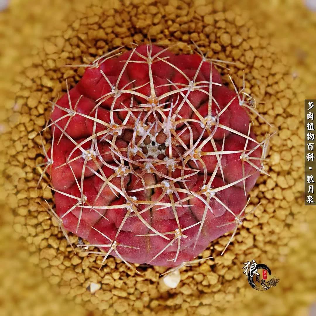 多肉度夏的前期准备,多肉度夏前杀菌