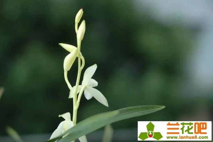 建兰素心兰品种及图片,青山玉泉兰花勤花吗