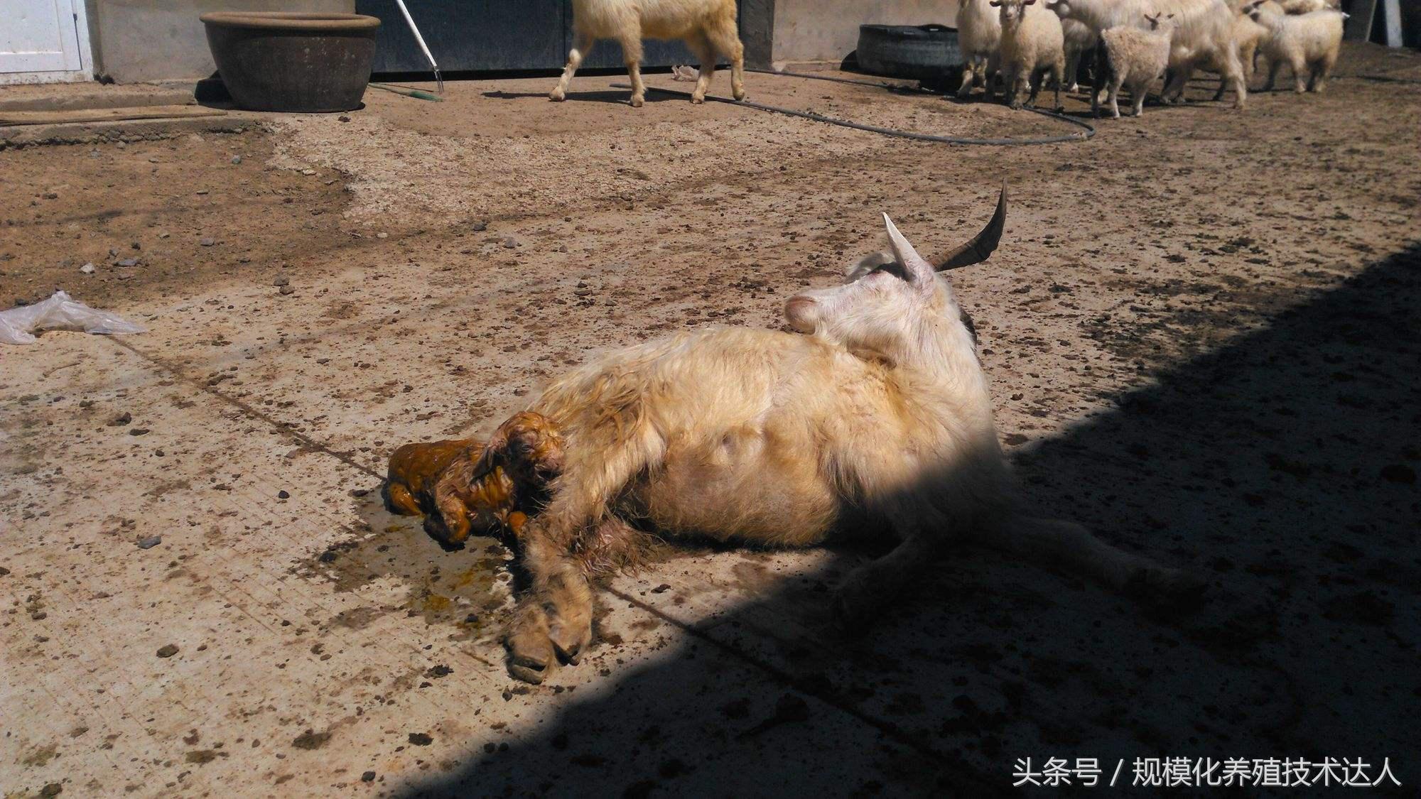 羊衣原体流产的原因及防治方法,衣原体羊感染以后羊怎么处理