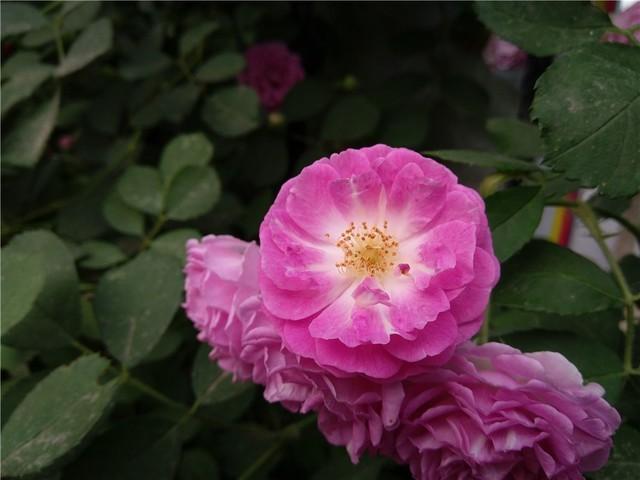 诺基亚x6值得买吗,诺基亚x6好用吗