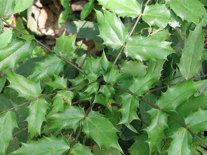 数字中药一览表,常用数字中药