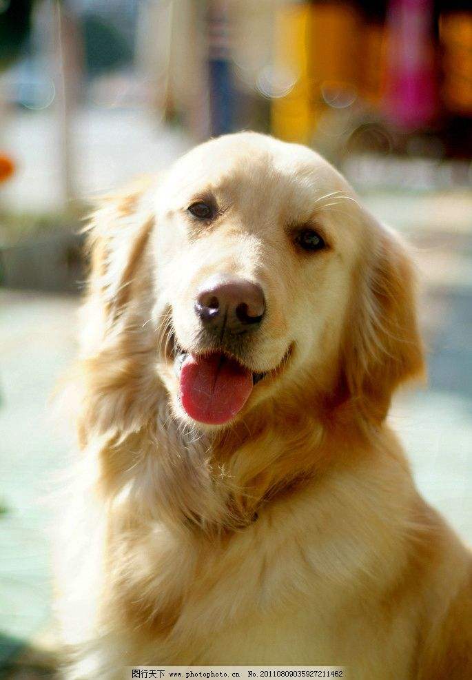 狗粮知识,狗粮添加剂小知识