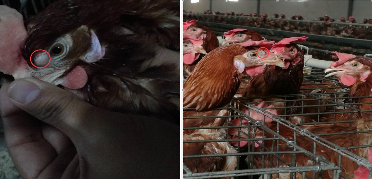 霉菌病的防治对蛋禽养殖的意义