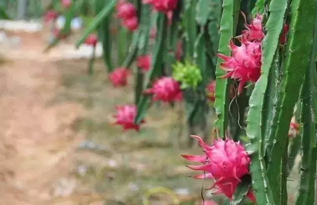 海南共享农庄批几个村庄,海南2019年首批共享农庄