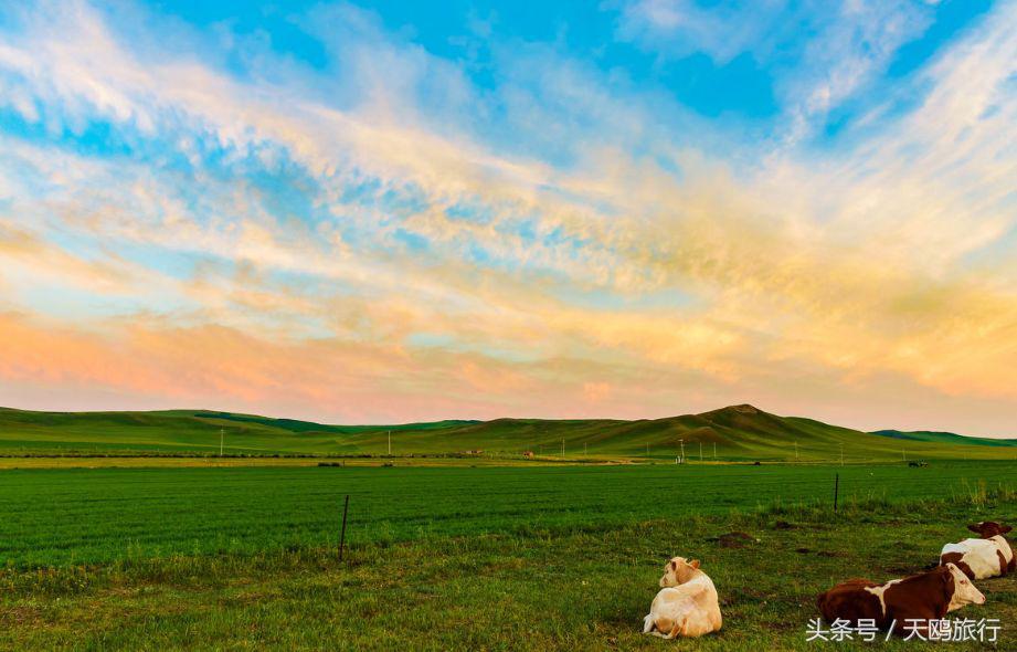 野狼谷乌拉盖狼王,乌拉盖野狼谷还有狼王吗