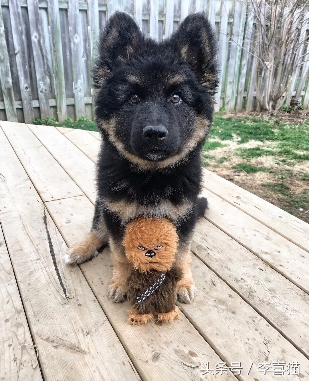 小时候的德牧小视频,德牧小时候跟小土狗一样