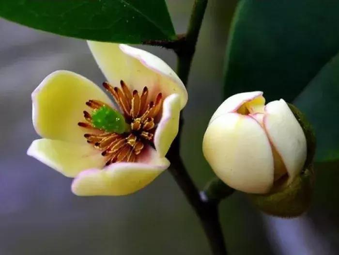 一日一花一诗,一日一花一诗木棉花