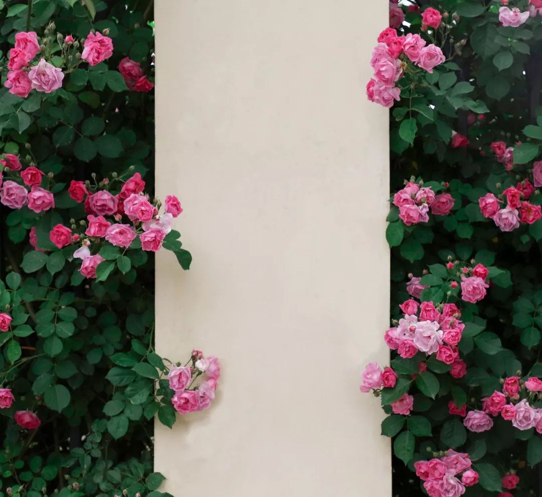 海大校花,海大双胞胎校花