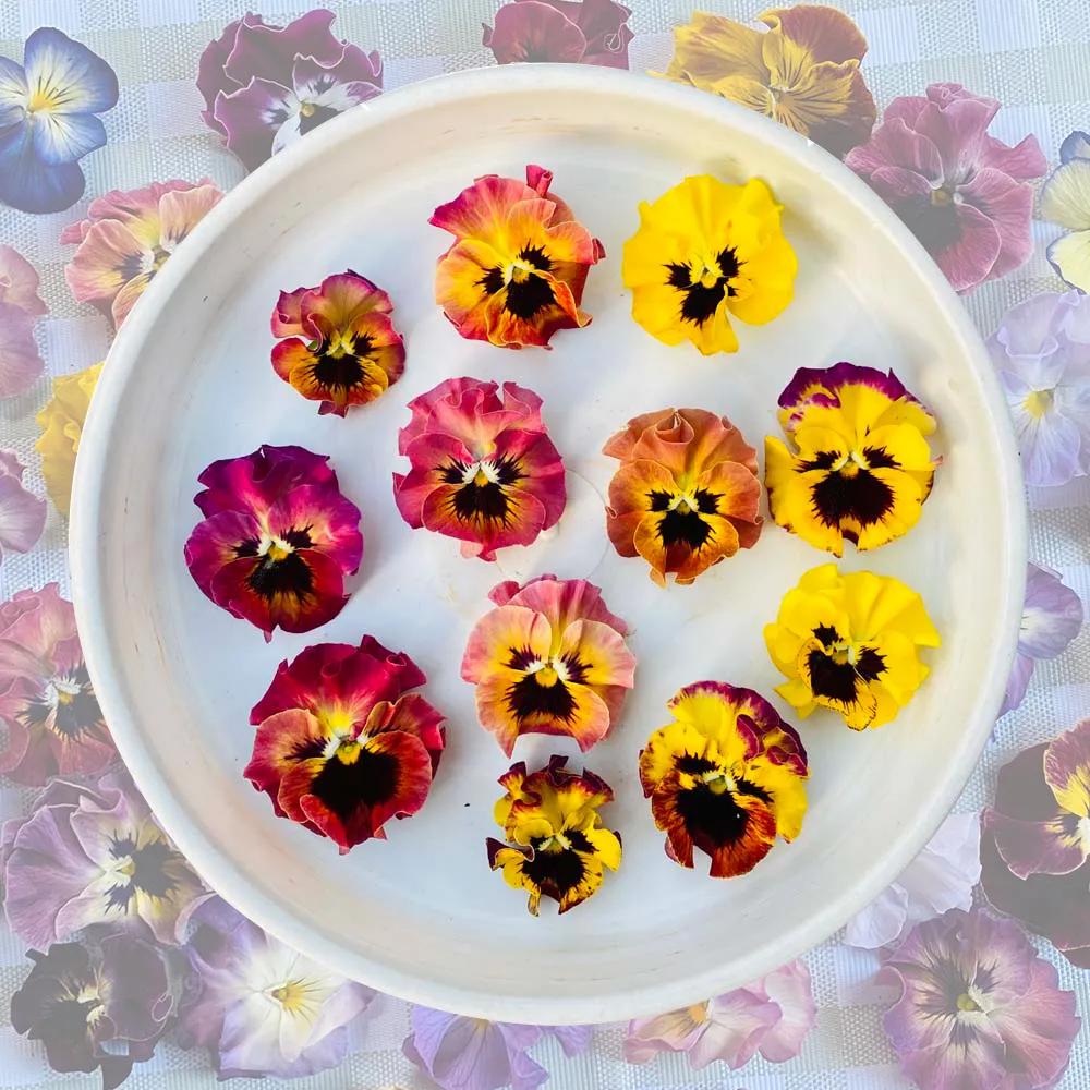 角堇和皱边角堇哪个花大,皱边角堇和穗边角堇的区别