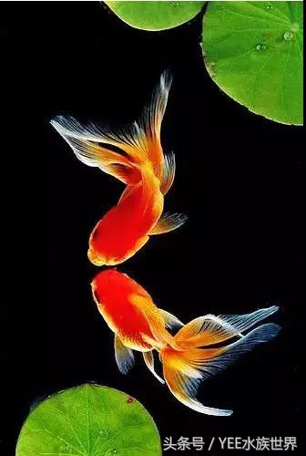 我的龙鱼王者修炼记，秘籍其实很简单