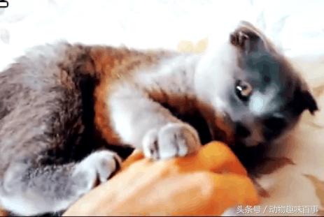 你见过猫咪喝水吗,猫咪是怎么出汗的