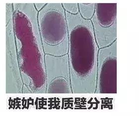 如何在一年一度的虐狗节自保,又到了一年一度的虐狗节