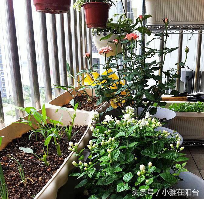 阳台种植蔬菜简单的小妙招家庭版,阳台种菜达人如何种菜