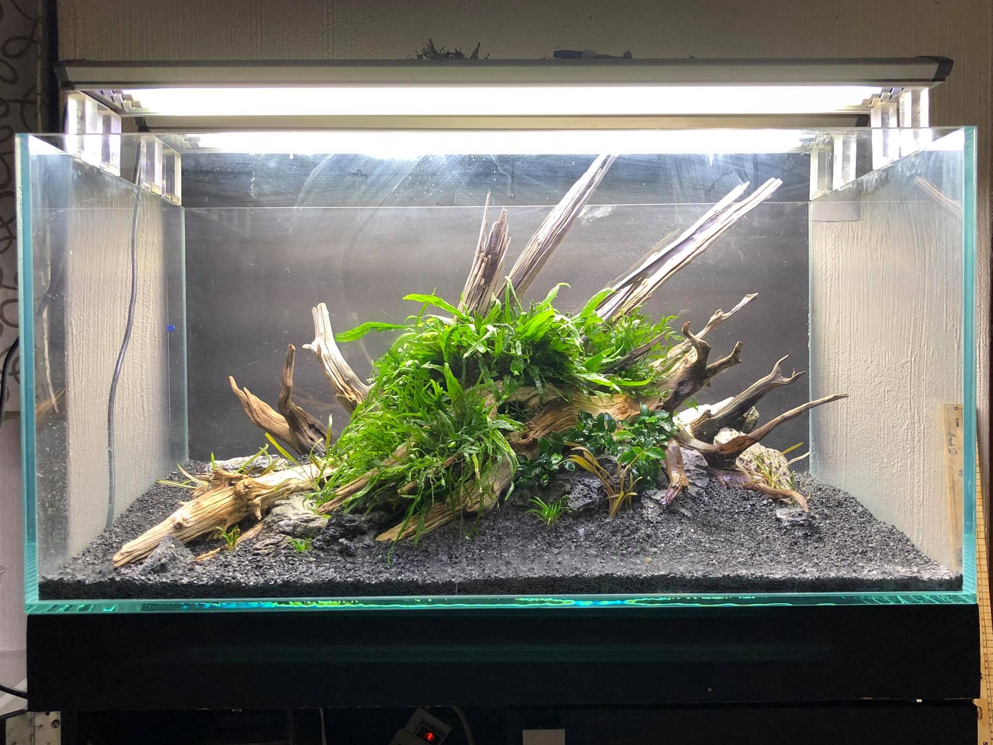 草缸的水草怎么搭配,新手草缸如何搭配水草