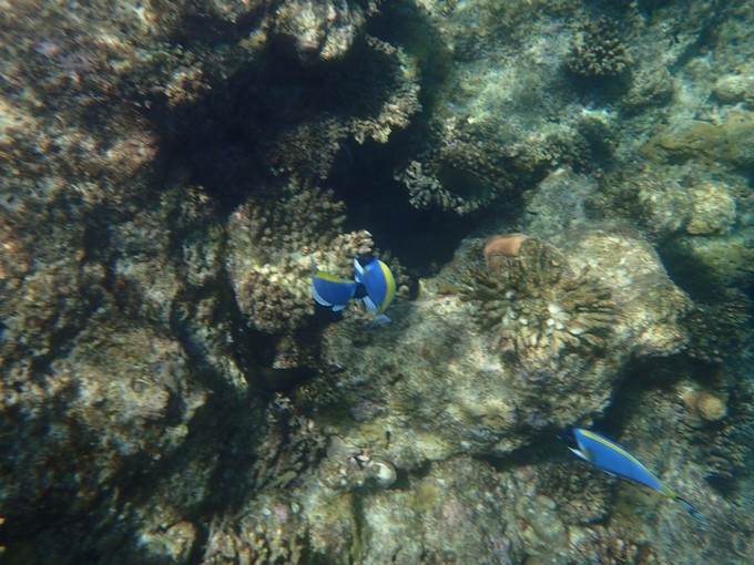 马代有毒，去过就停不下来~马尔代夫奥臻岛ozen