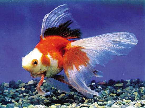 为什么金鱼养得好好的怎么就死了,为什么金鱼一养就死