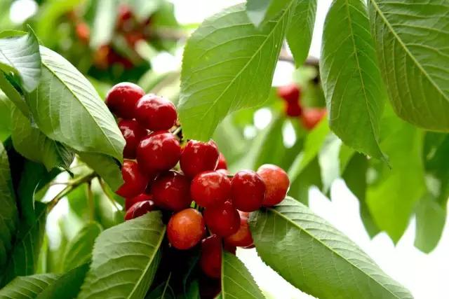 2020年烟台大棚樱桃采摘,最美樱桃季烟台露天大樱桃采摘啦