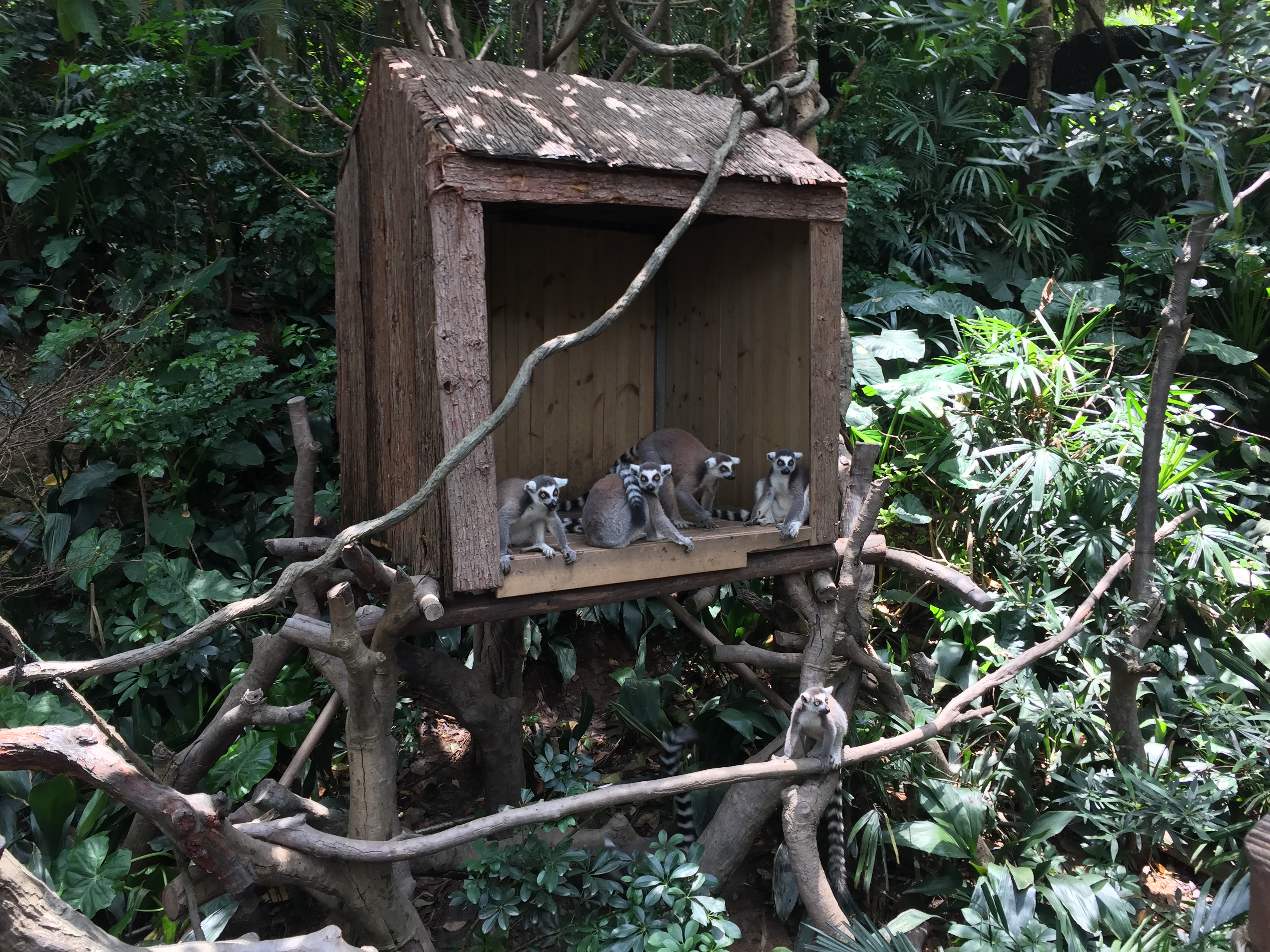 广州长隆游乐园明信片怎么写,广州长隆游记300字