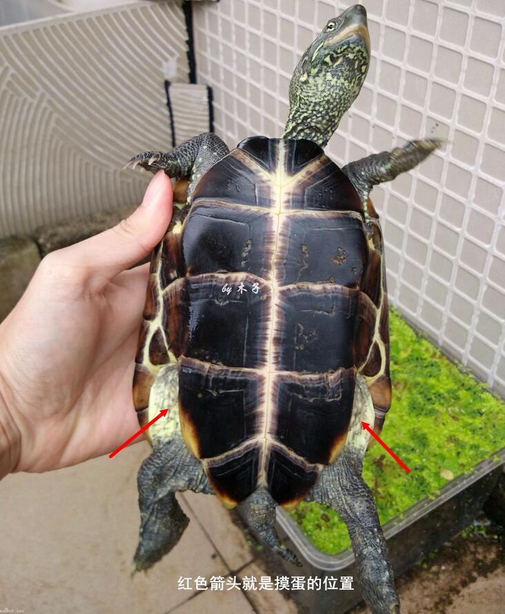 怎么看龟蛋有没有受孕,怎么查看龟蛋是否具有孵化条件