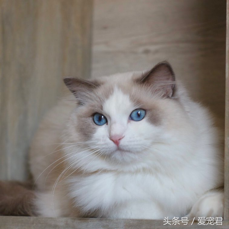 猫咪指甲挠人怎么办,一定要定期修剪猫咪的指甲