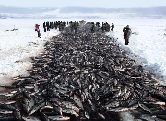 鲟鳇鱼黑龙江纯野生,黑龙江原来最大的鱼鳇鱼