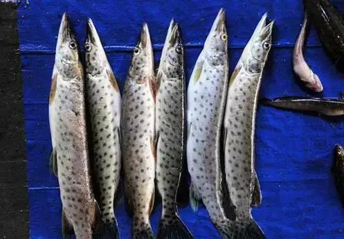 中国黑龙江的鳇鱼,探秘黑龙江鳇鱼