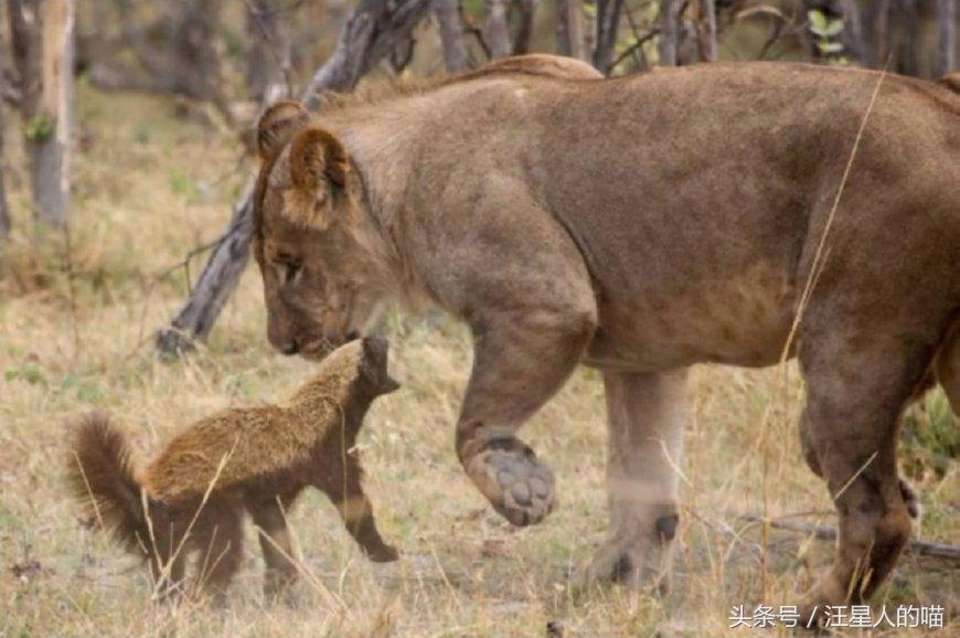 动物界的平头哥到底有多厉害,动物界的平头哥战斗
