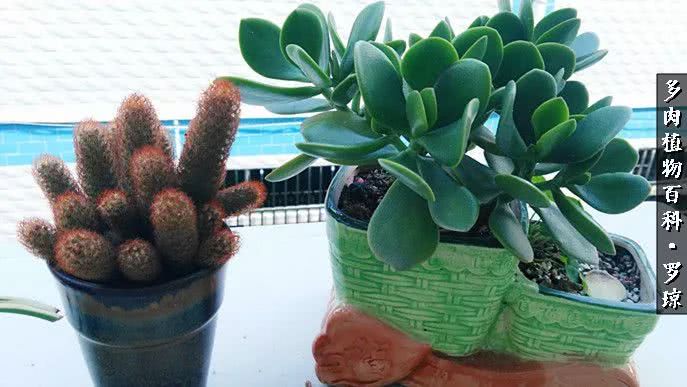 我的爱多肉原版视频,多肉我的一生所爱原版