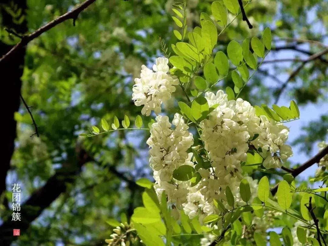 大连周边最佳赏槐地美的让人窒息