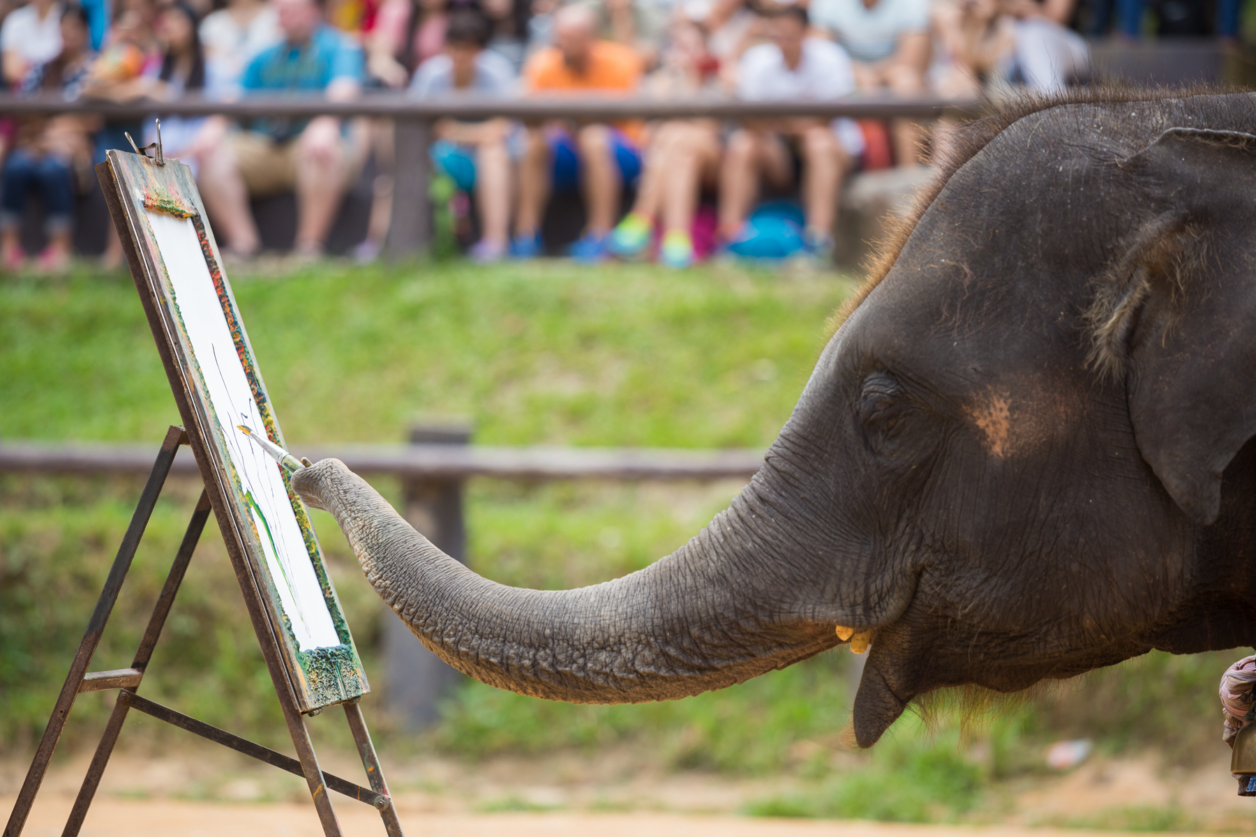 永川野生动物园亚洲最大,南京红山森林动物园亚洲虎