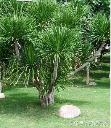 巴西木龙血树的辨识区别和鉴赏,巴西木龙血树能长多大