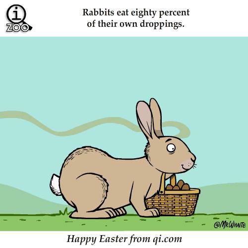 GIF呆萌动物冷知识，知道5个以上算你厉害！