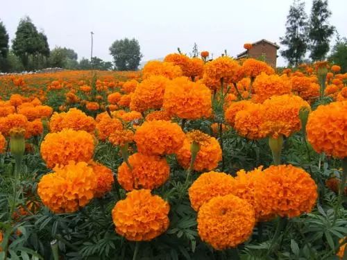 夏季你还在担心蚊虫叮咬吗,夏天你被蚊子咬了么