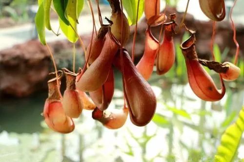 夏季你还在担心蚊虫叮咬吗,夏天你被蚊子咬了么