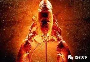 双河镇首届龙虾节,乡村振兴龙虾节