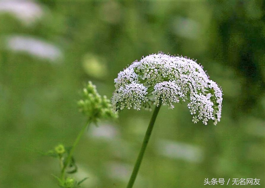 什么草药附近有蛇,农村有一种草能驱蛇