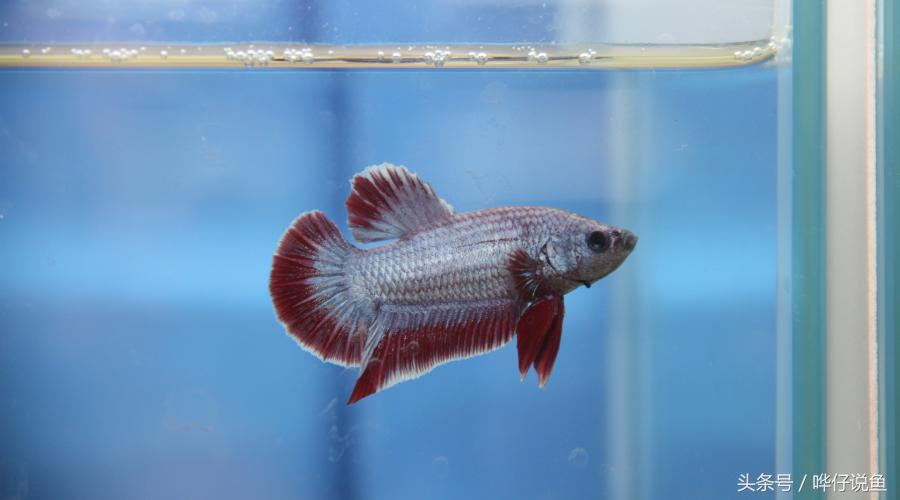 养观赏鱼em菌有必要吗,鱼缸养鱼em菌的正确使用方法